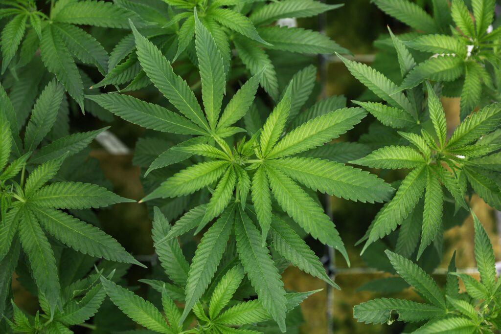 Growing cannabis indoor