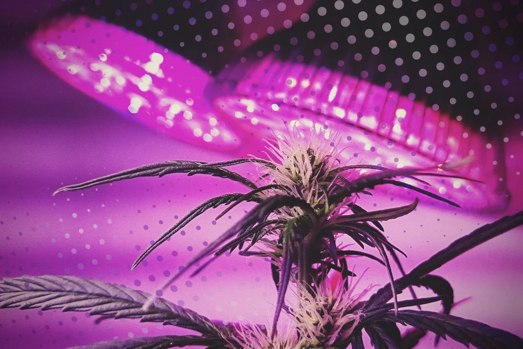led lightening for growing cannabis
