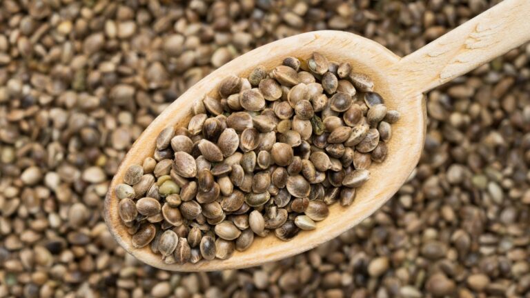 Guide to Sprouting CBD Seeds