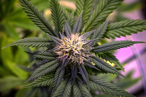 acdc cbd seeds