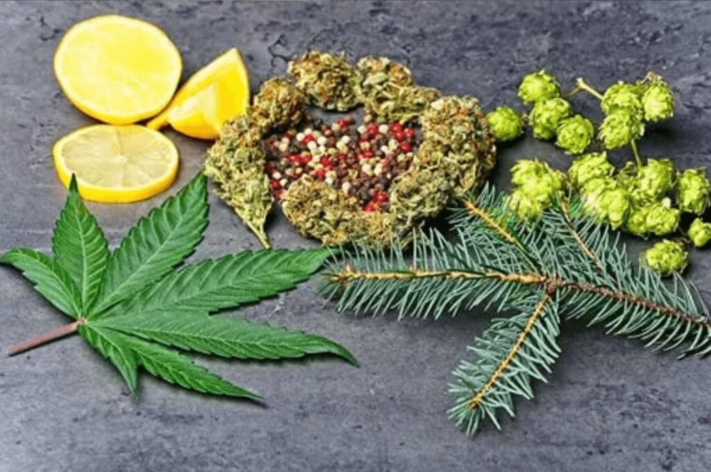 Terpenes in CBD Seed