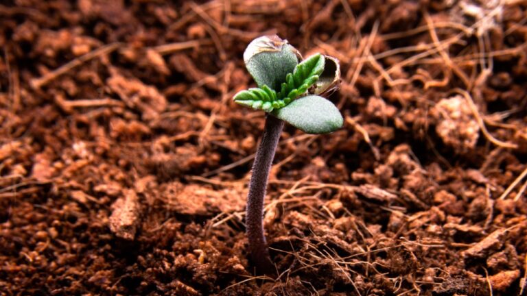 soil for cannabis growing