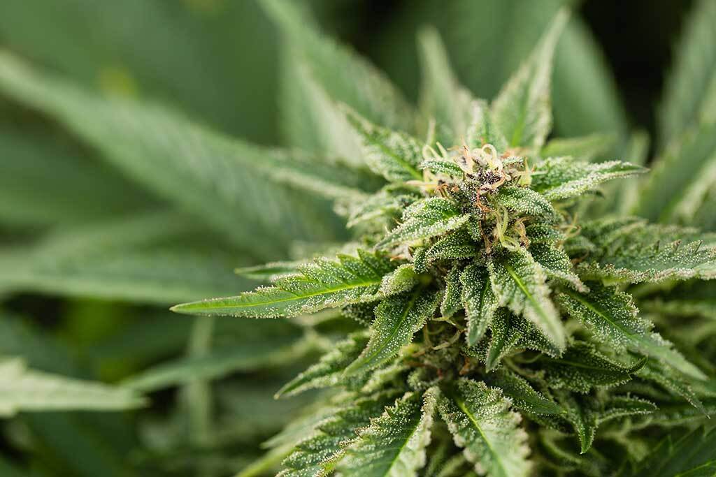 Understanding the Basics of CBD Seed Cultivation
