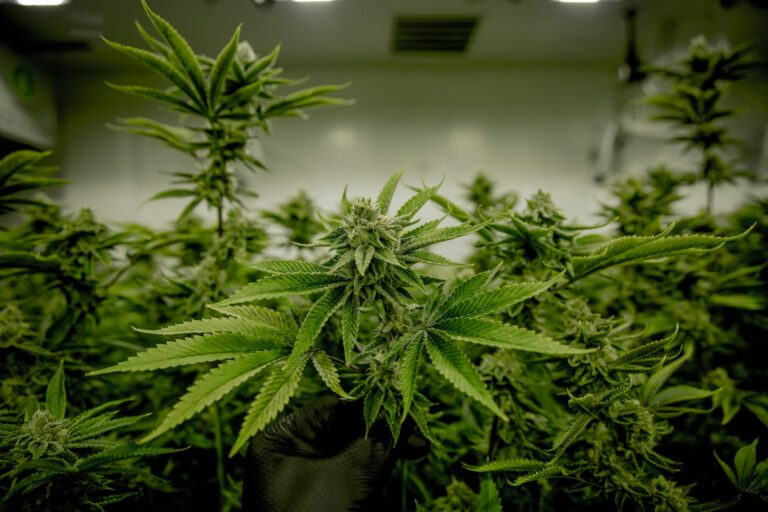 The Future of CBD Seeds