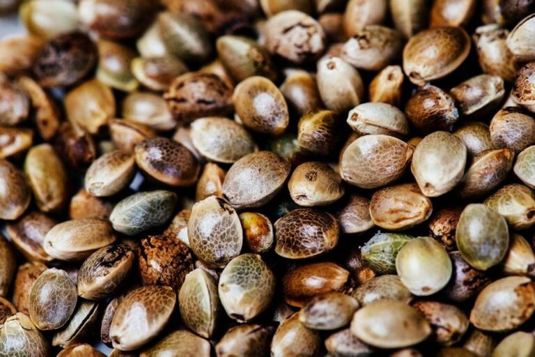 CBD Seed Harvesting Timing and Techniques for the Best Yield