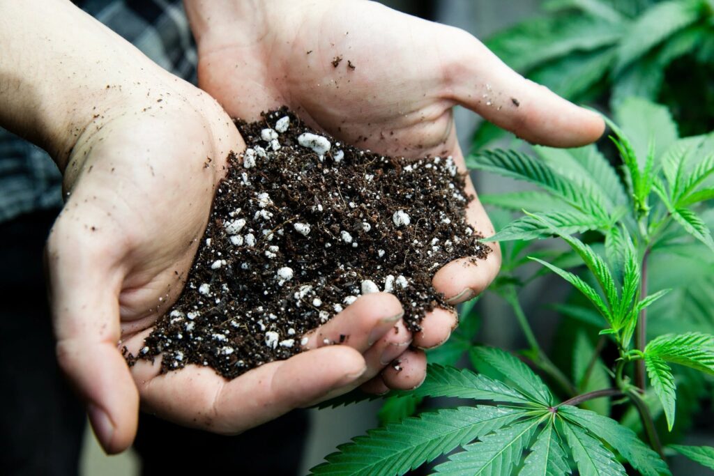 Why Proper CBD Seed Harvesting Is Important