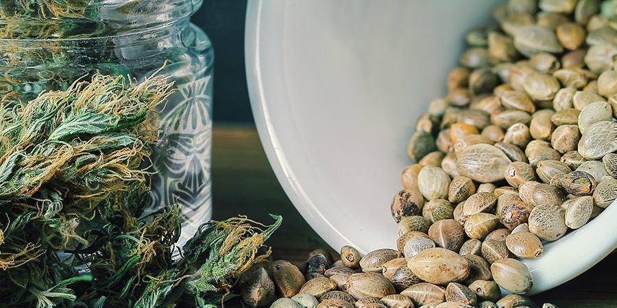 The Importance of Climate for CBD Seed Growth