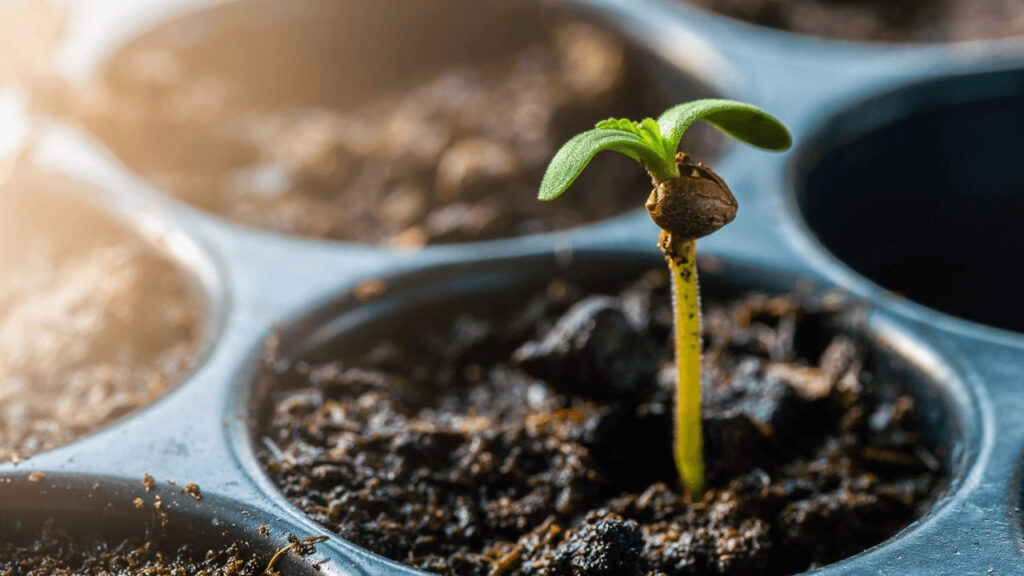 CBD Seeds and Soil Health How Starting Right Improves Yield
