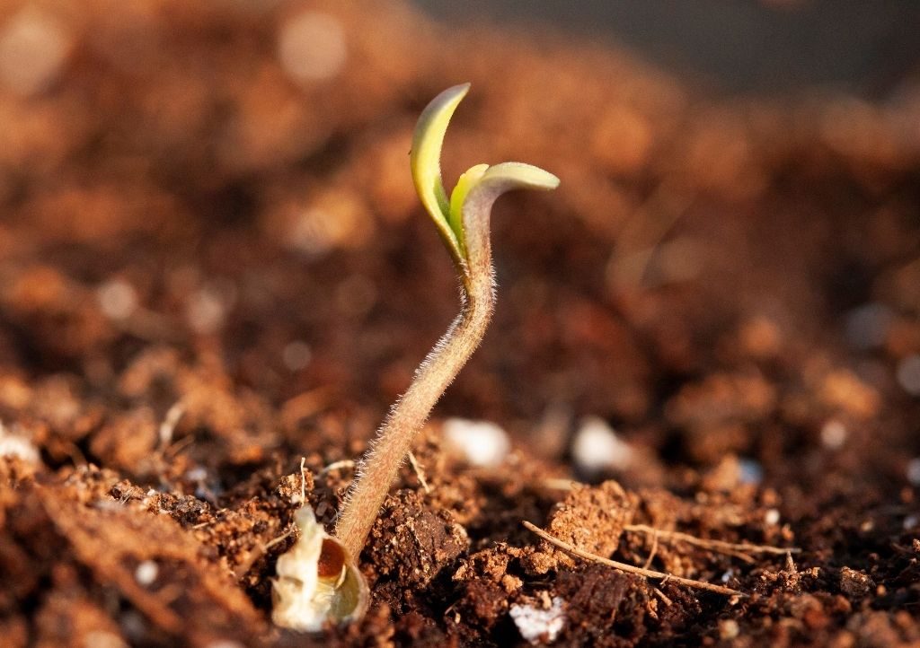Why CBD Seeds Matter in Cultivation