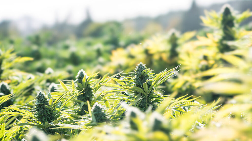 Microdosing with CBD Growing Strains Perfect for Daily Balance