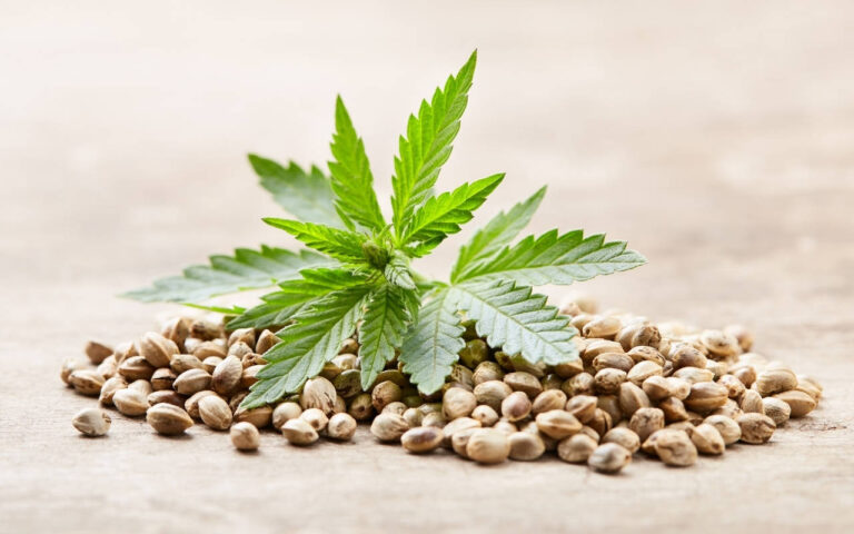 Growing CBD Seeds