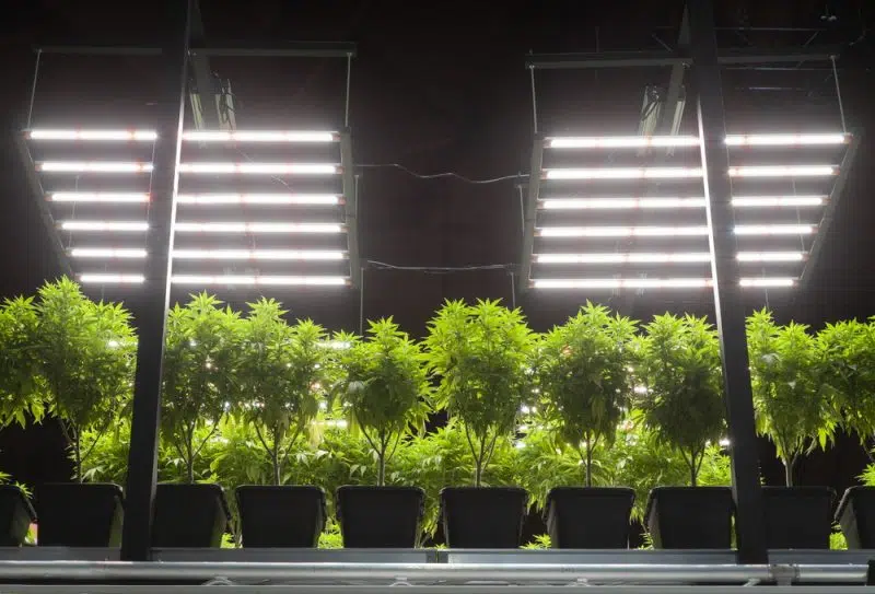Growing CBD Seeds