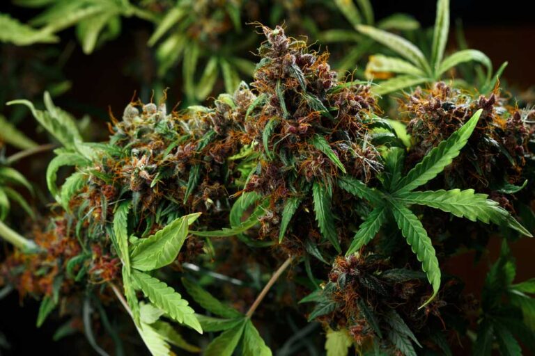 Hybrid CBD Seeds vs Pure CBD Strains Which Is Better