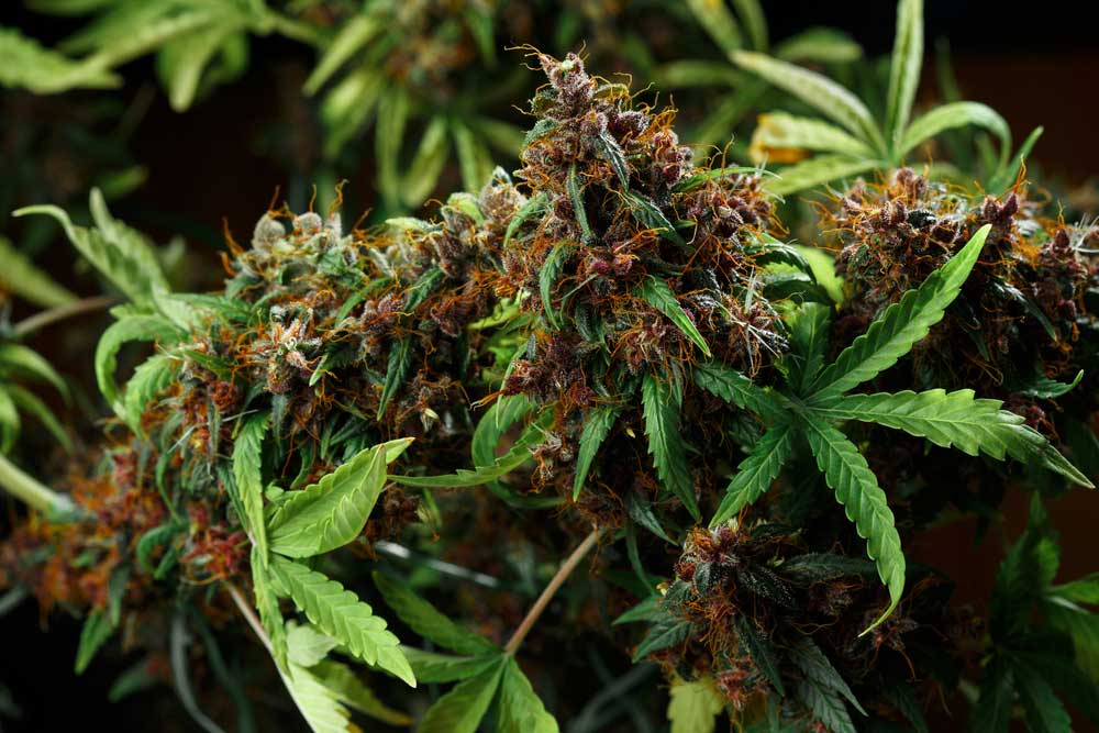 Hybrid CBD Seeds vs Pure CBD Strains Which Is Better