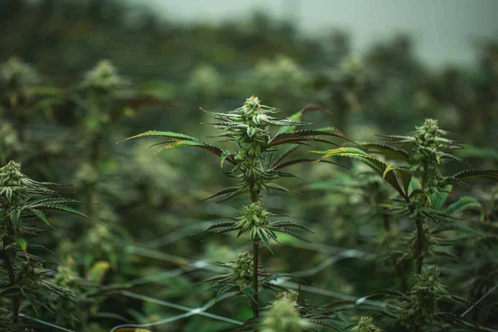 Key Differences Between Hybrid CBD Seeds and Pure CBD Strains