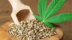 Germinate CBD Seeds