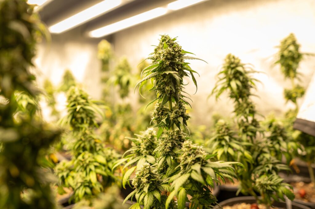 Key Differences Between Organic and Regular Cannabis Seeds