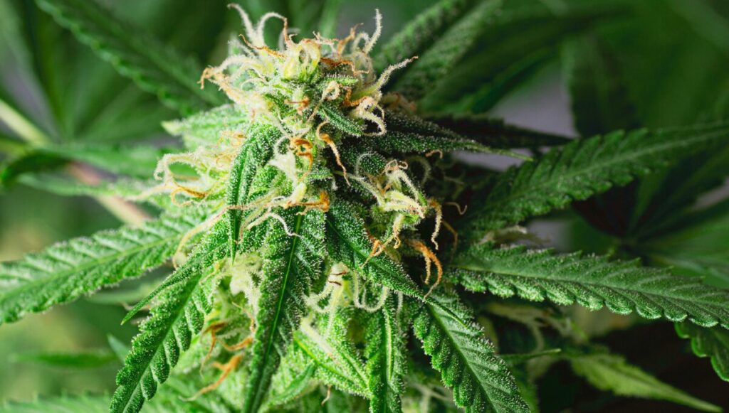 Organic vs Regular Cannabis Seeds – Which Is Better