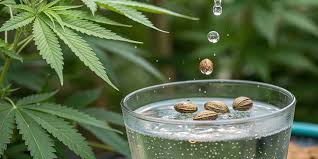 Grow CBD Seeds