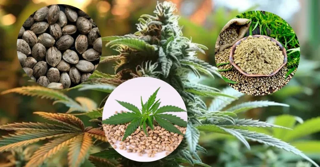 Growing condition of cbd seeds