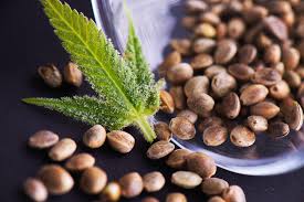 CBD seeds popularity