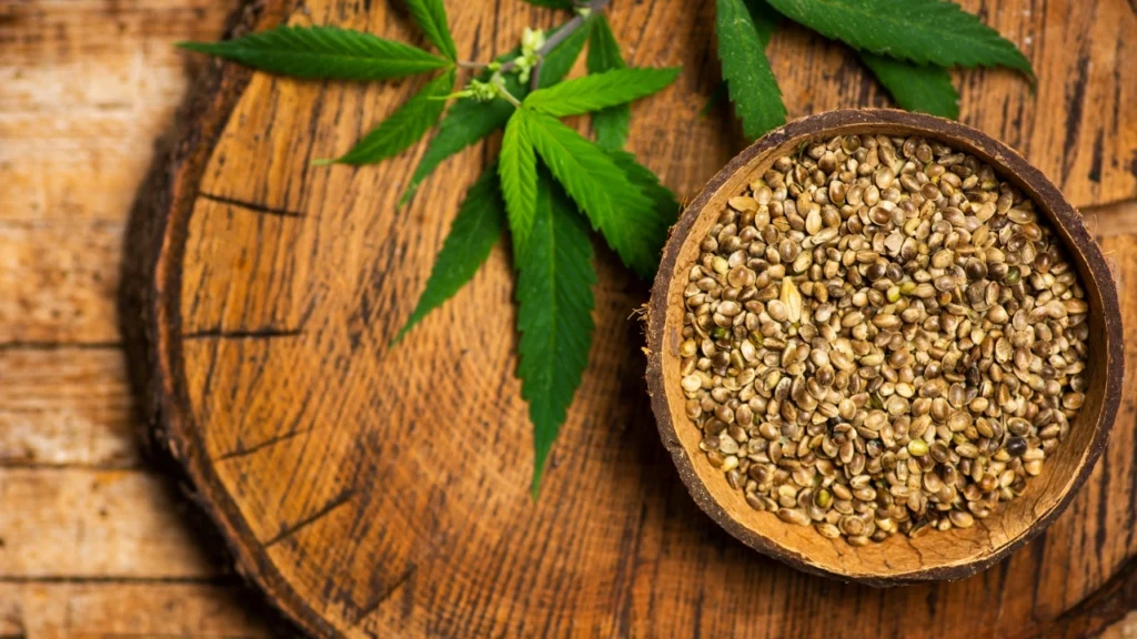 Cannabis Seeds Are Gaining Popularity