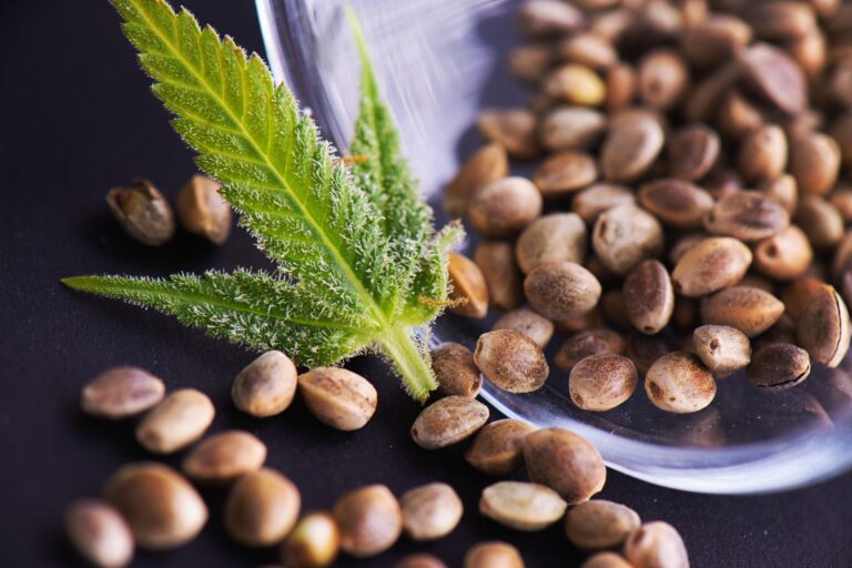 Indoor vs Outdoor Growing